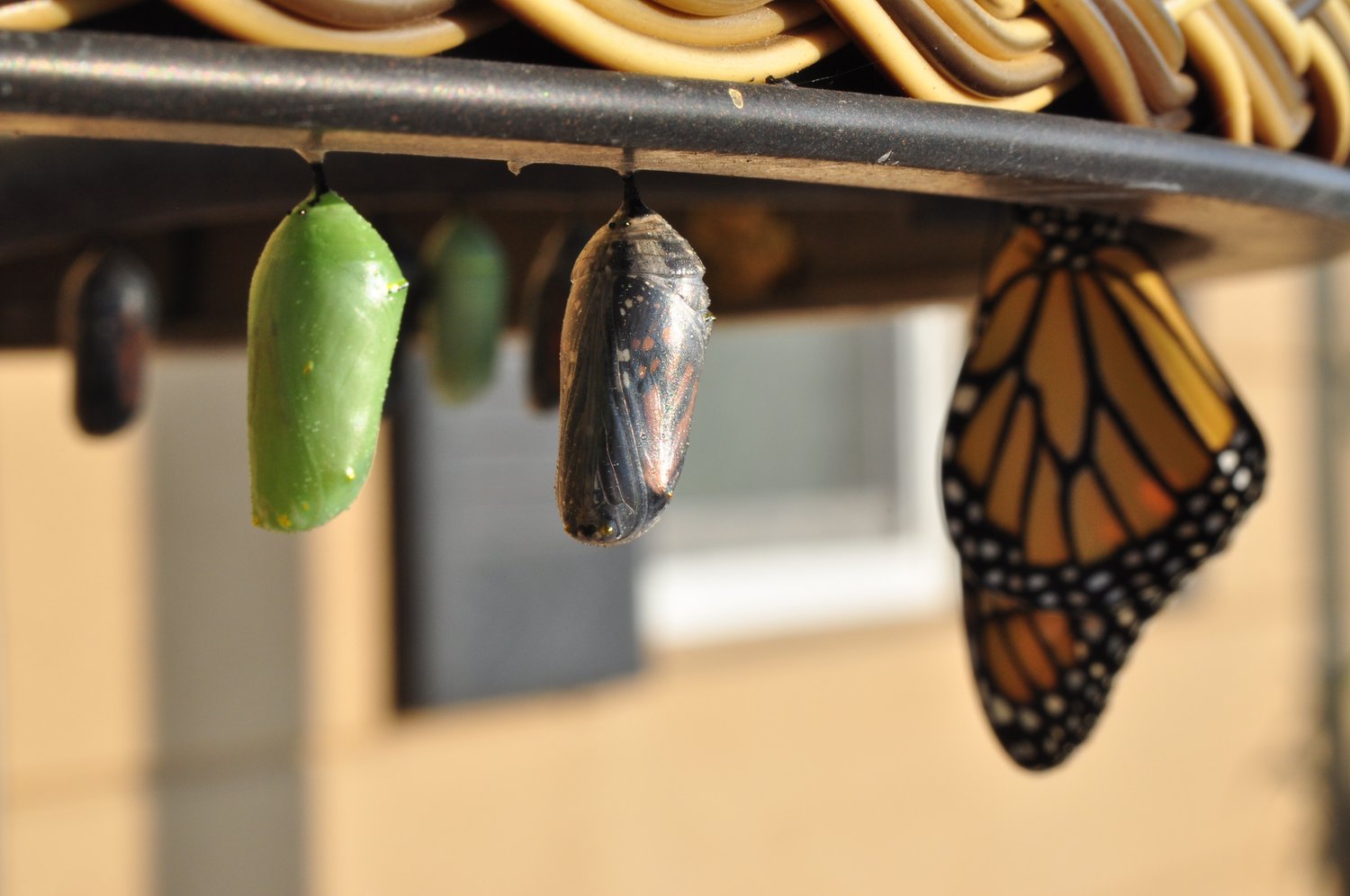 Transformation, Self-Discovery, Spiritual Awakening