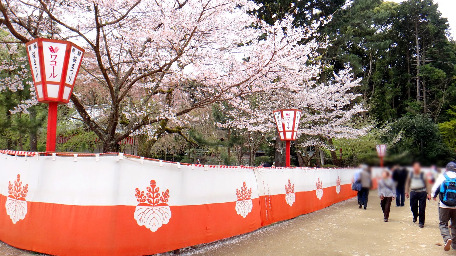 Sakura in Kyoto, Japan travel trip, Japan vacation, travel plan