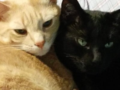 An orange kitty and a black kitty snuggled toether.