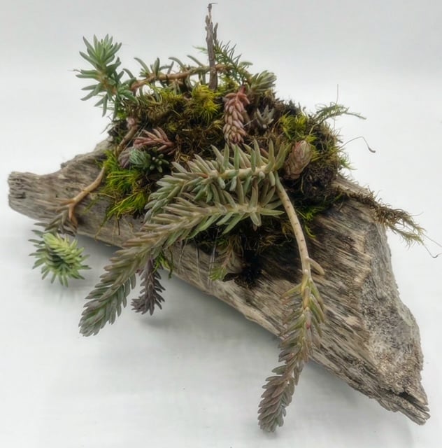 succulents and driftwood