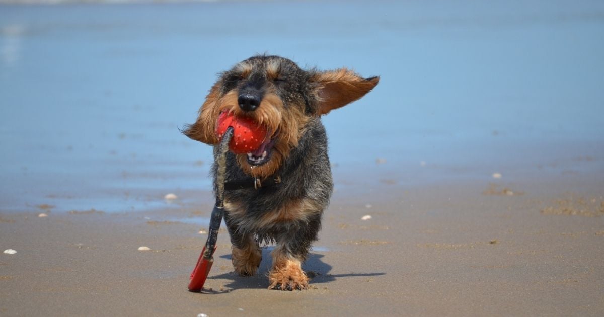 How to House Train Your Dachshund