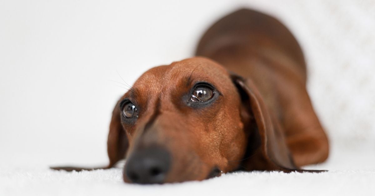 dachshund body language