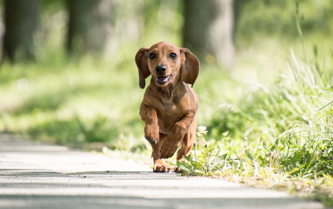 dachshund hiking