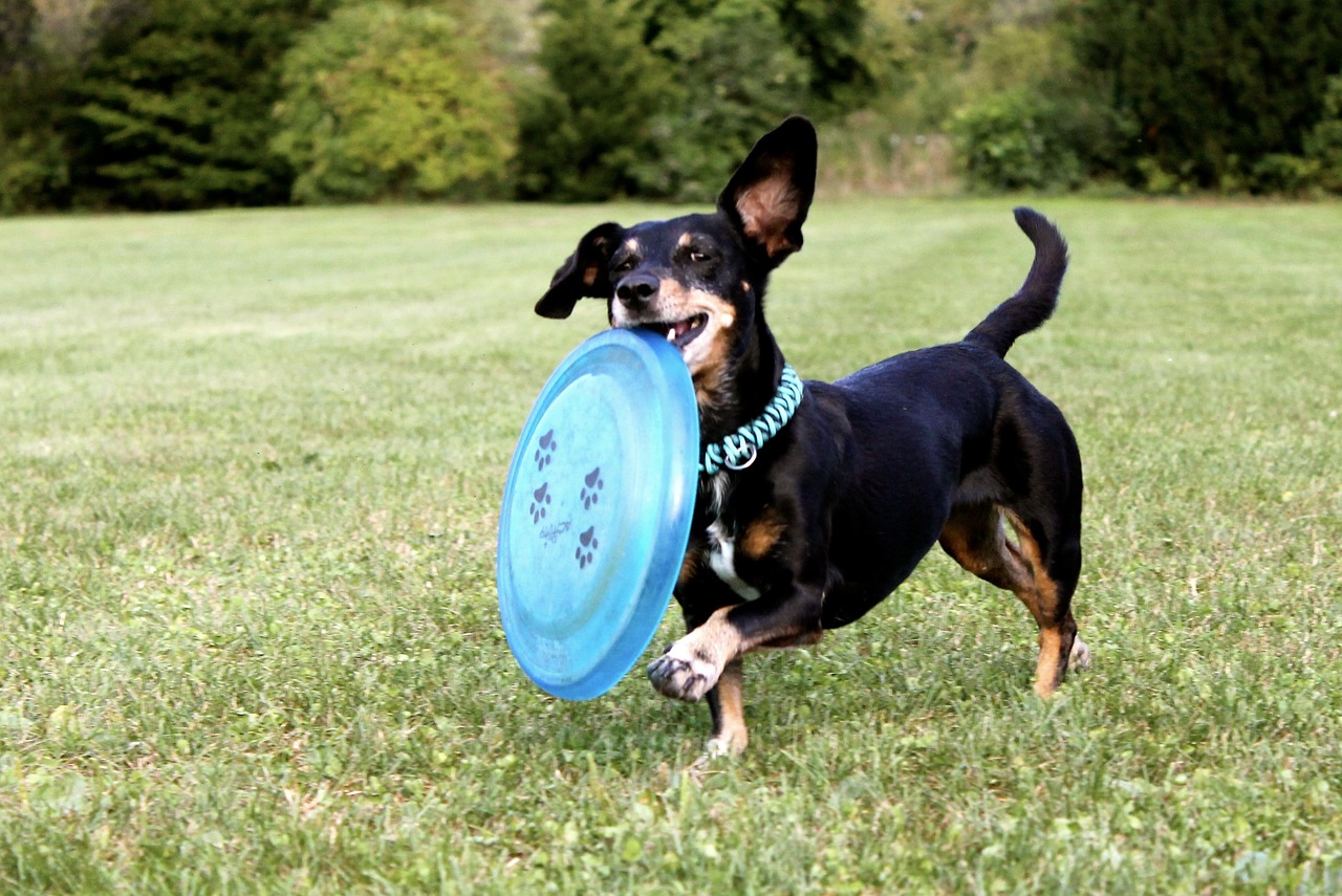 diy dachshund toys