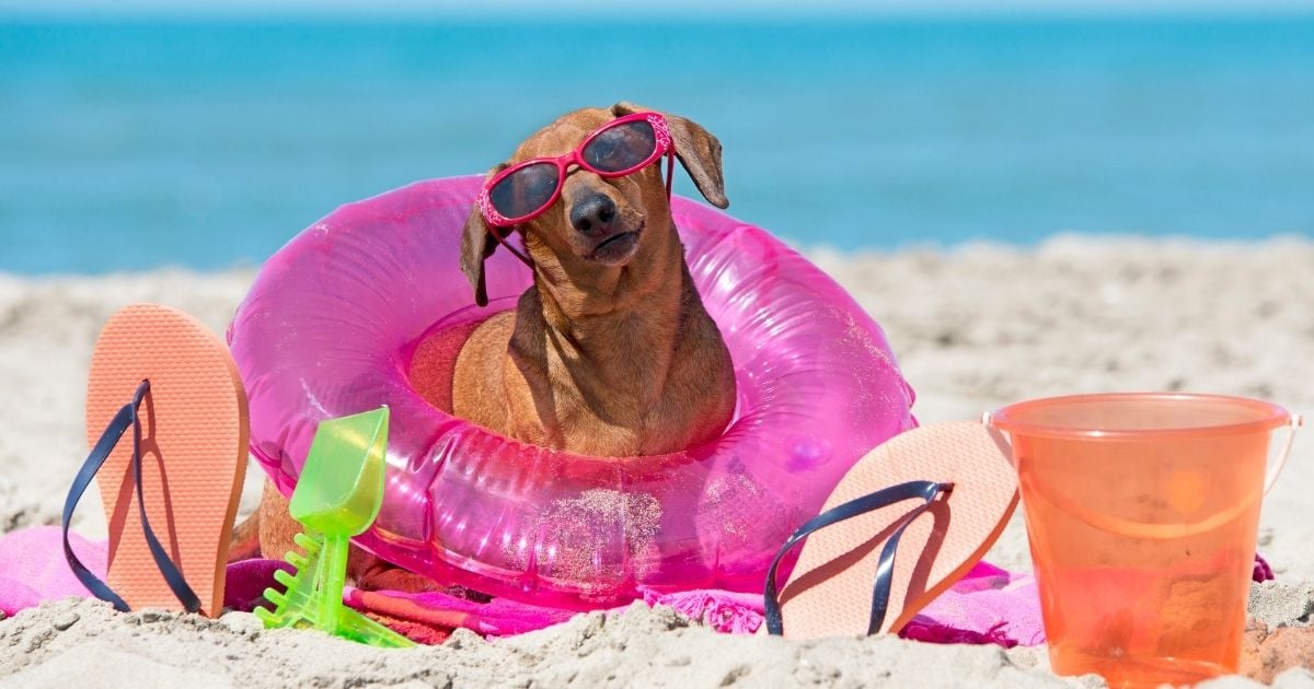 dachshund friendly outdoor oasis