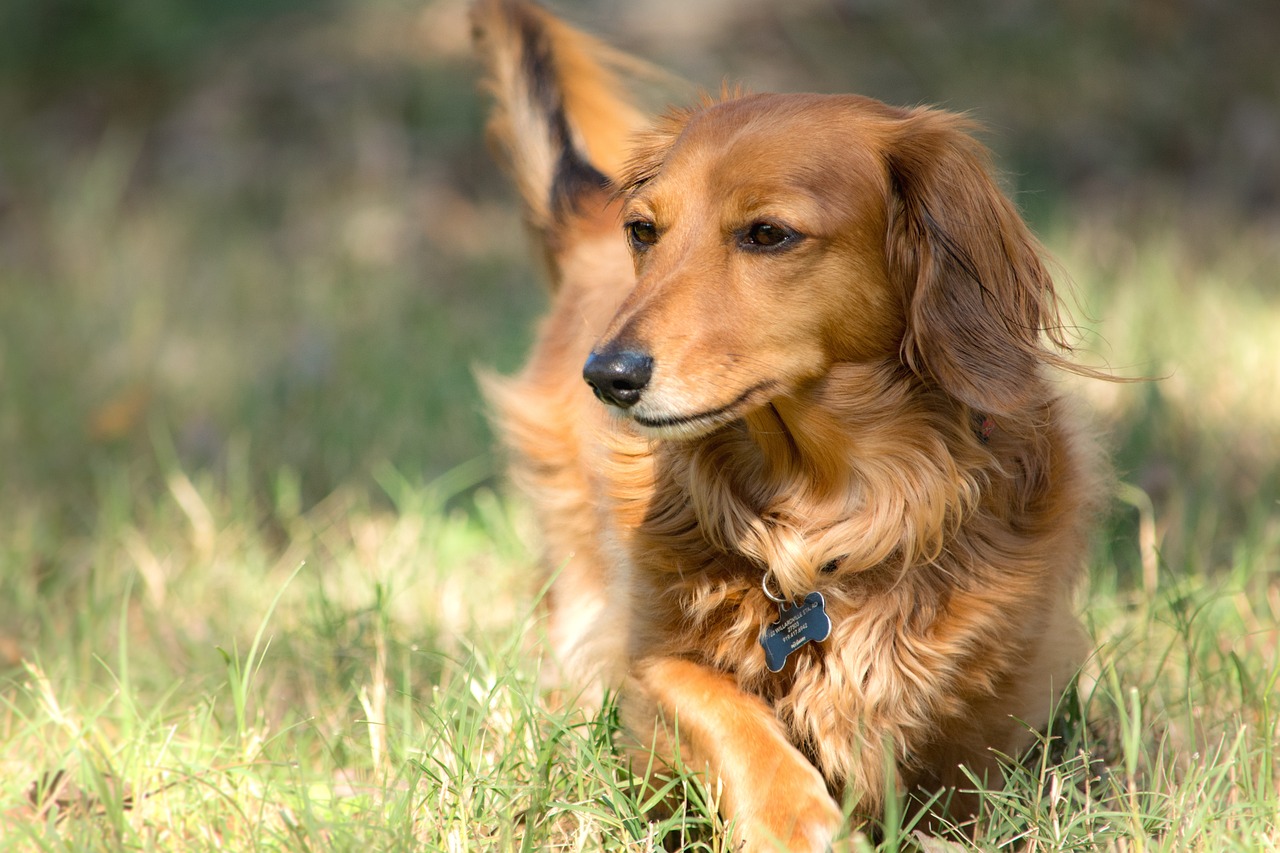 signs and symptoms of heatstroke in dachshunds