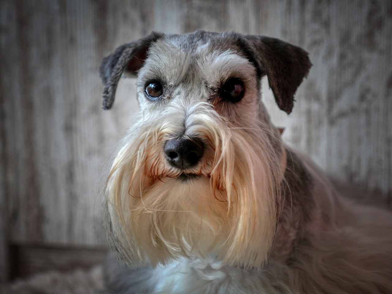 pluto the schnauzer