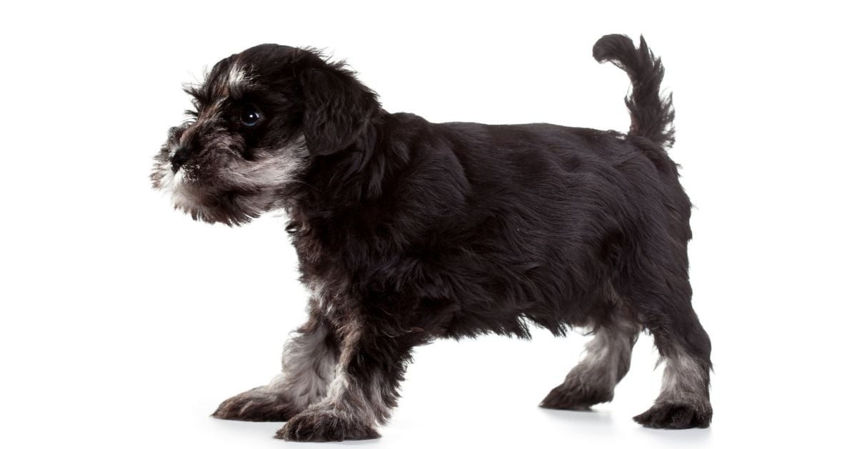 schnauzer chronicles
