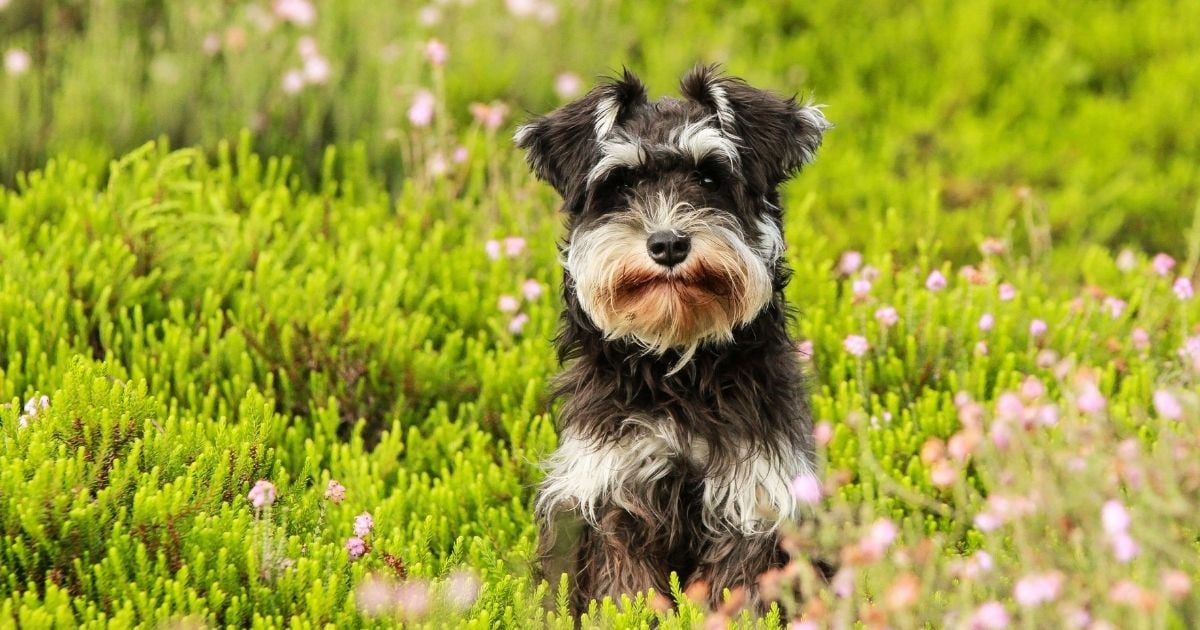 schnauzer training