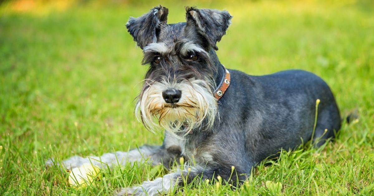 schnauzer communication