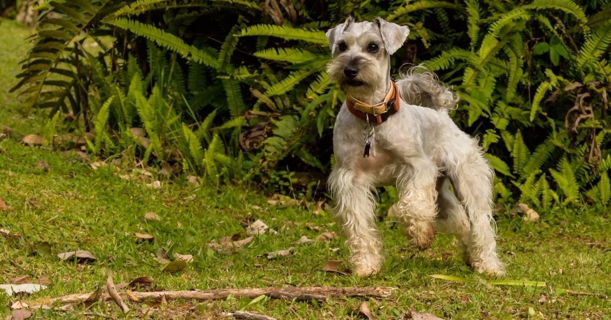 schnauzer playtime