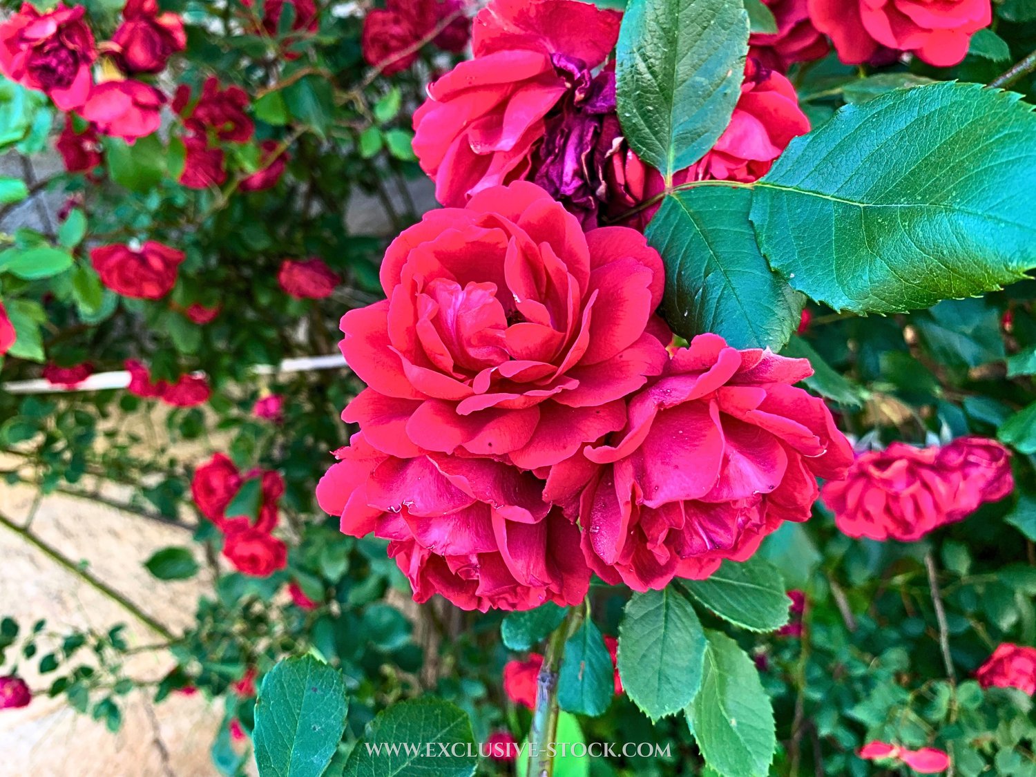 exclusive stock image - photos that are exclusive  - one time sale images