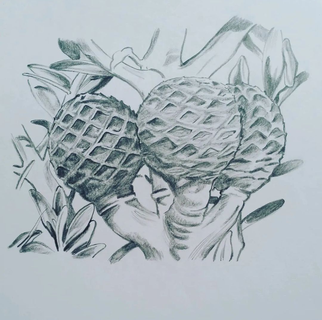 Pencil sketch of Native New Zealand flowers