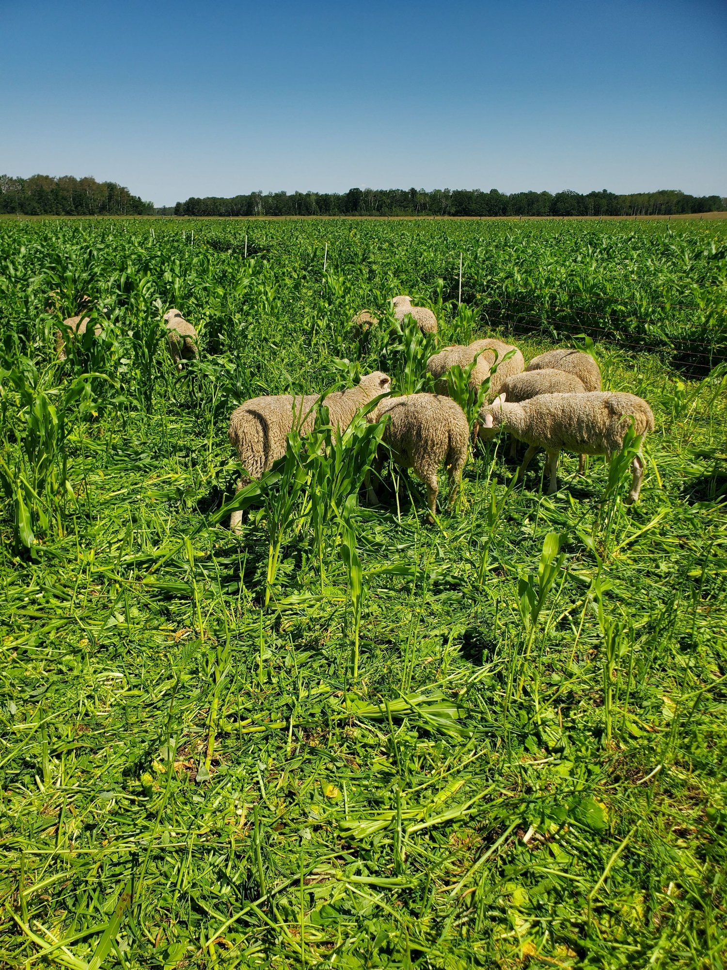 Sheep trample a diverse mixture of cover crops. Properly managed livestock contribute greatly to restoring healthy soil.