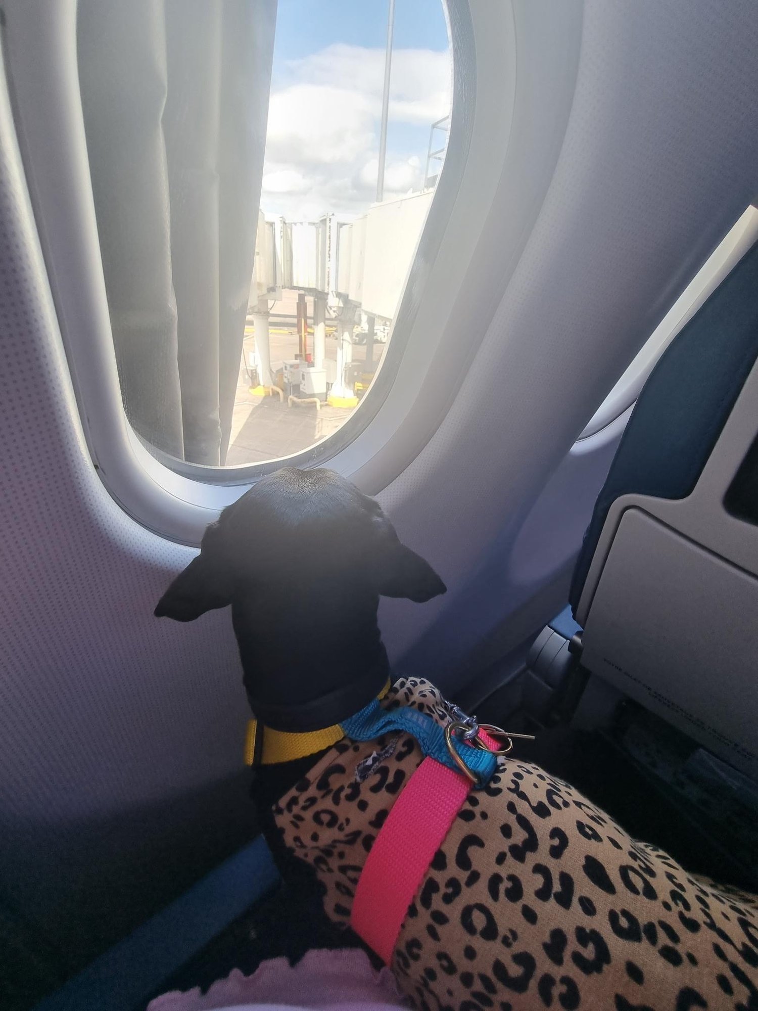 dachshund traveling
