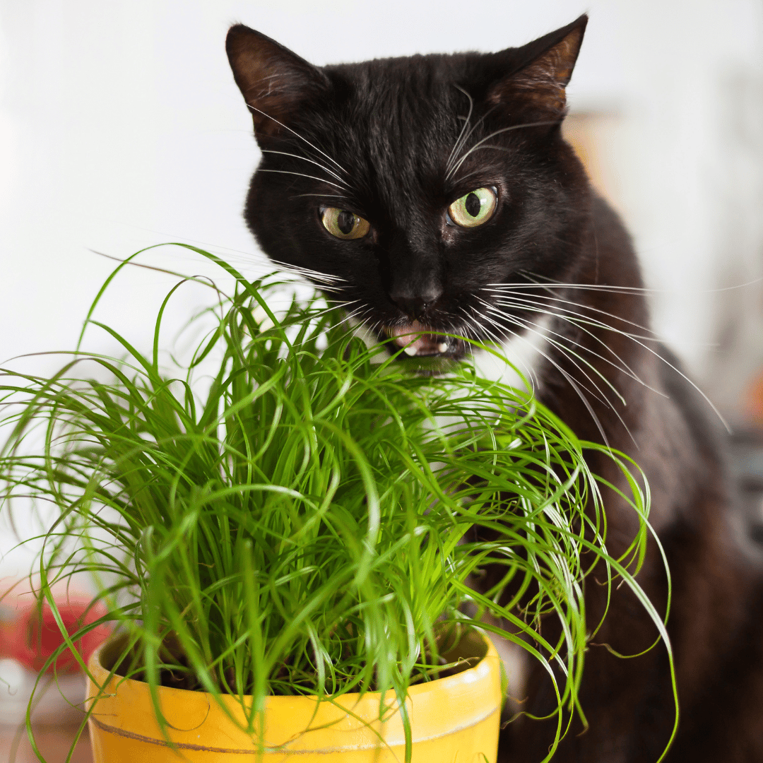 Perché il Mio Gatto mangia l'erba?