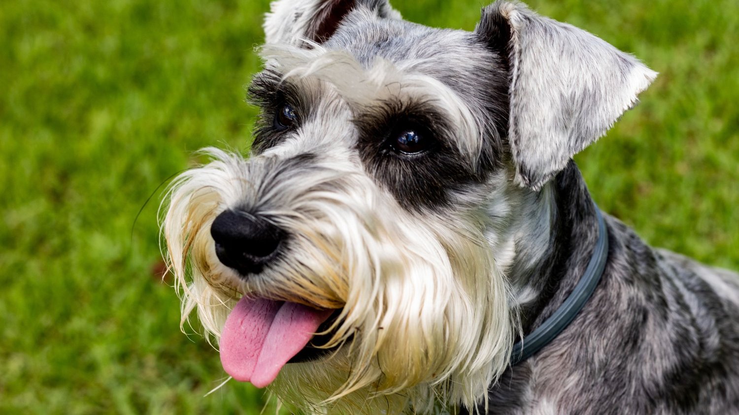 schnauzer grooming techniques at home
