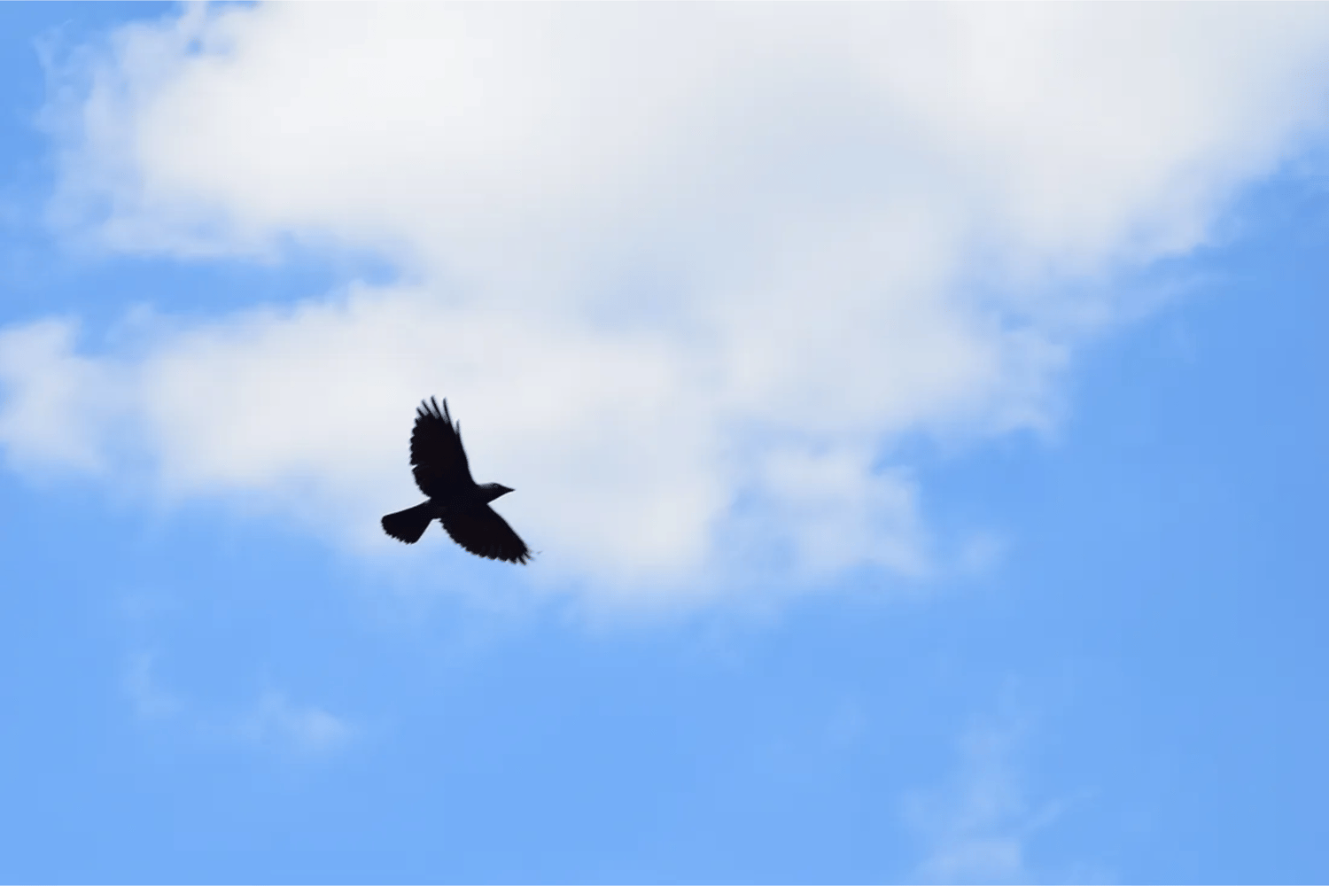 crow soaring in clear blue sky next to a cloud