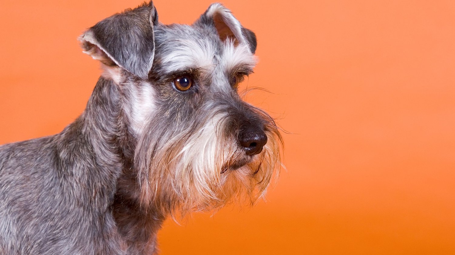 Flea and Tick Prevention for Schnauzers