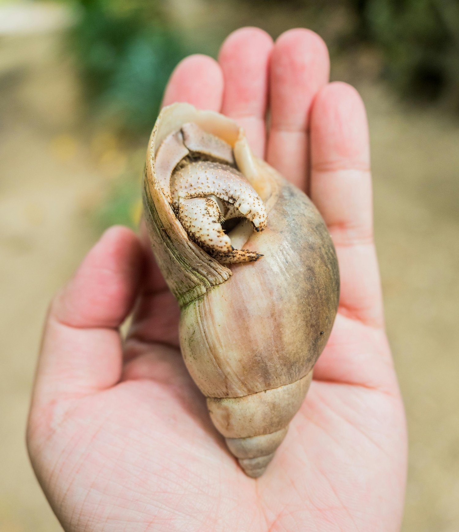 What are Seashells? An Insight into Nature’s Oceanic Treasures