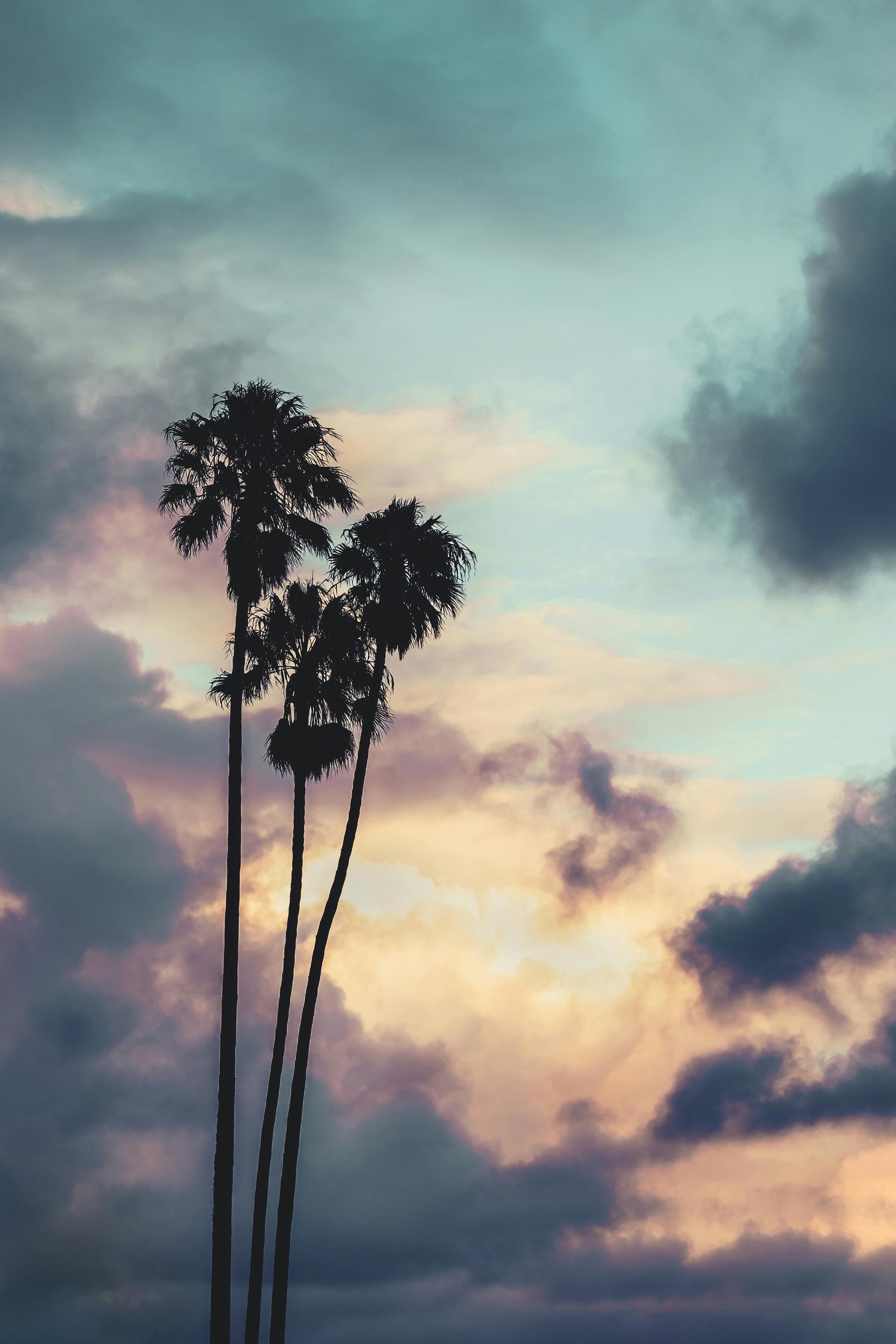 Tall palm trees silhouetted against a dramatic sky with pastel colors and scattered clouds at sunset.