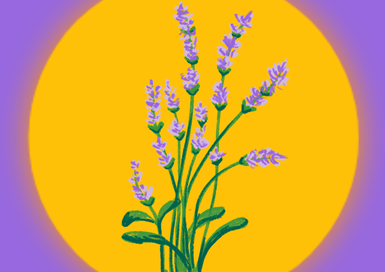 Ilustración de planta de lavanda con círculo solar y fondo morado