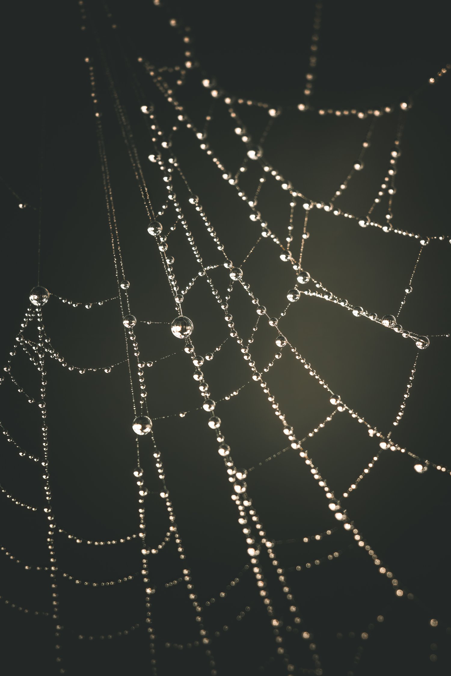 Moody macro photograph of a spiderweb