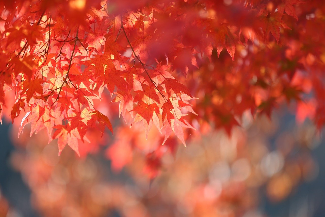 Imagen otoño, hojas, hojas otoño-libertad