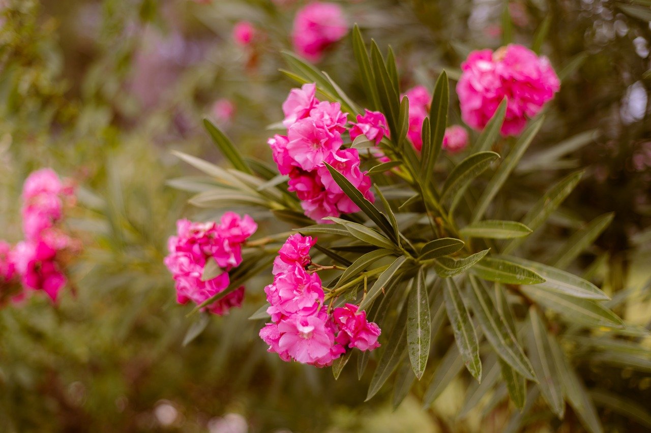Nerium oleander, Splendens y Sra isadore dyer
