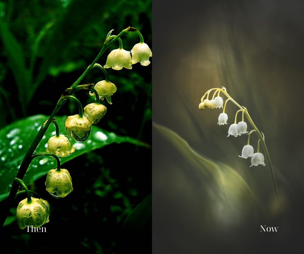 a lily of the valley then and now