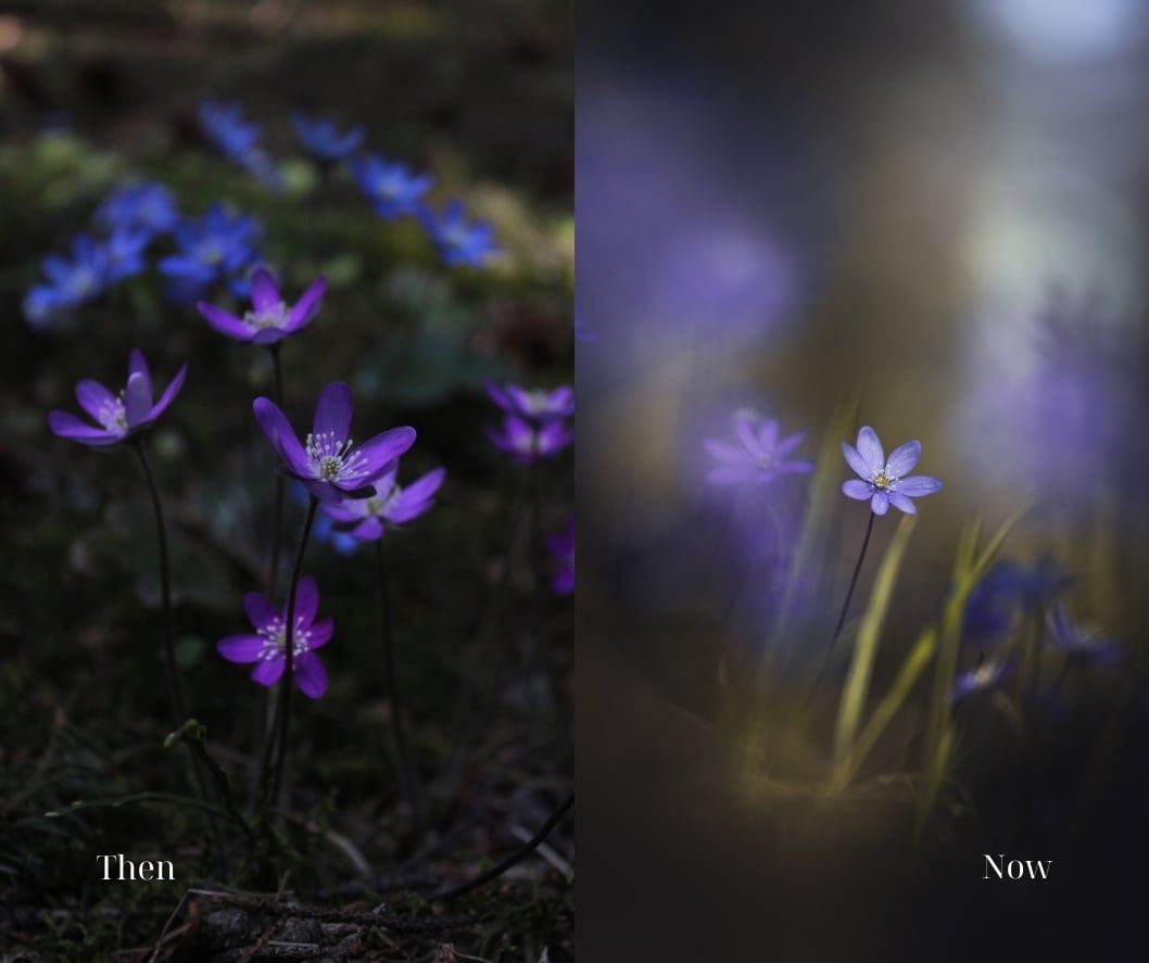hepatica then and now