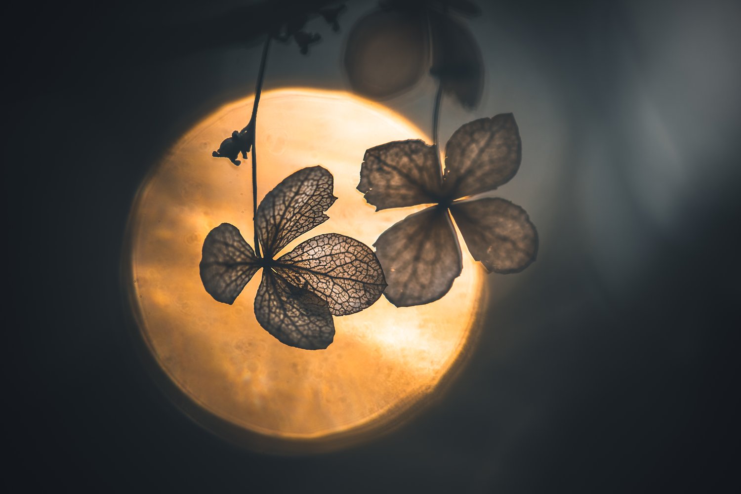 a photo of dried hydrangea flowers. with a big bokeh ball in the background