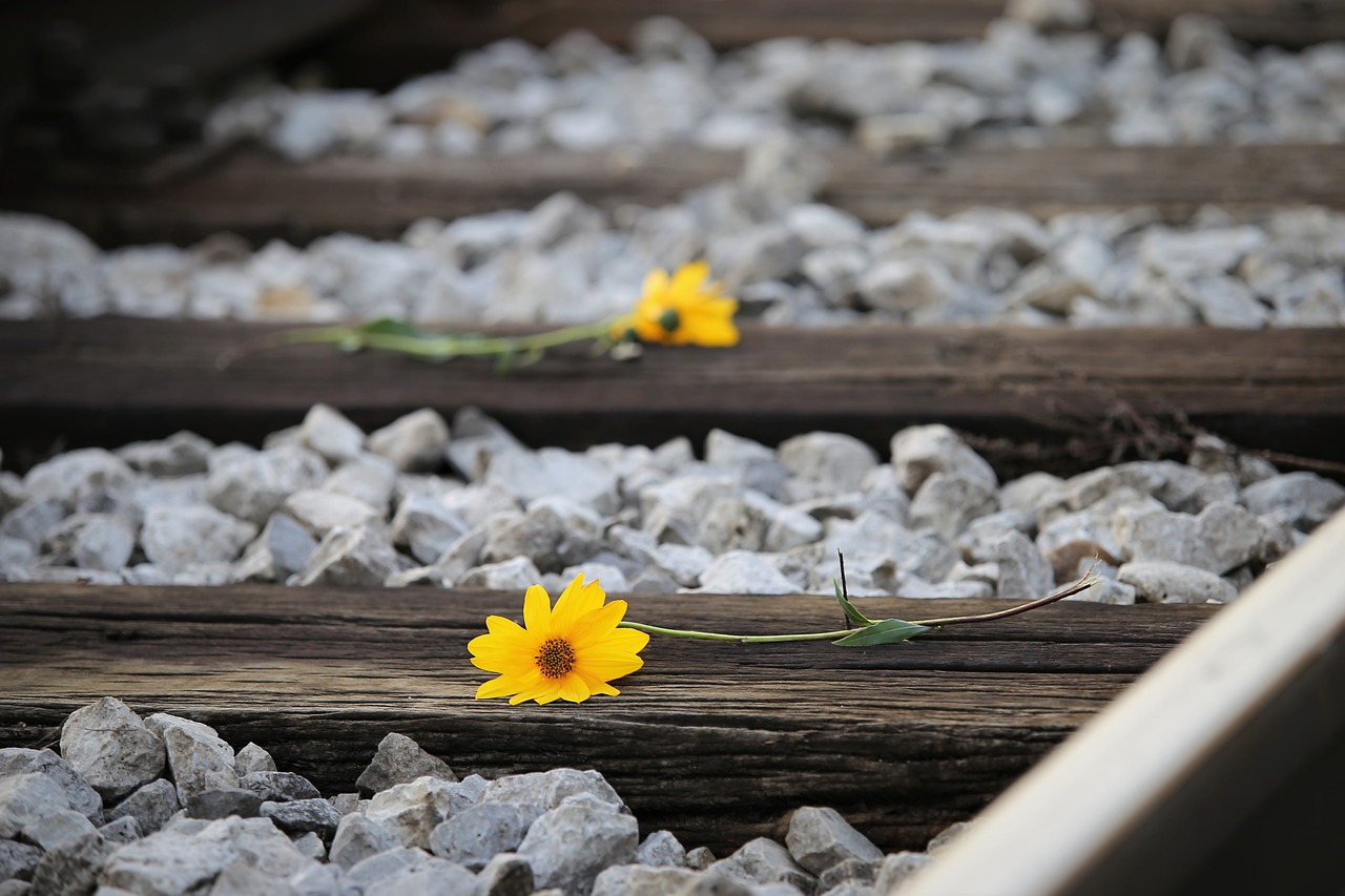 Foto de flores amarillas entre piedras y raíles de tren