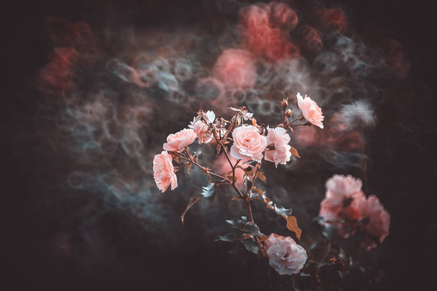 Roses photographed with the Nisi reflex lens, lens review