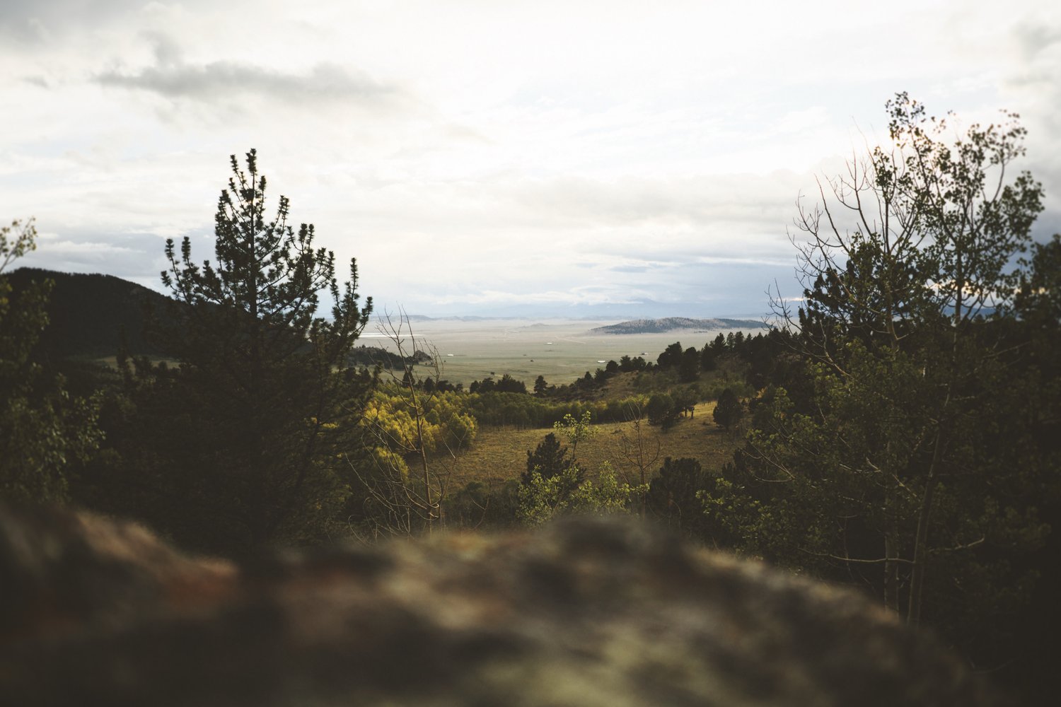 Foto de bosque verde-horizonte-cielo nublado blanco