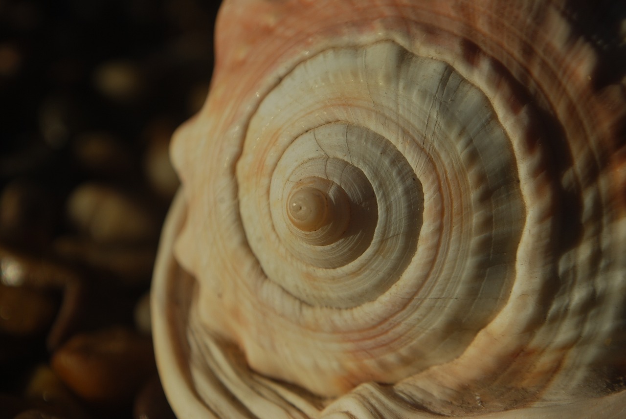 Foto concha-matemáticas, espiral y fractal