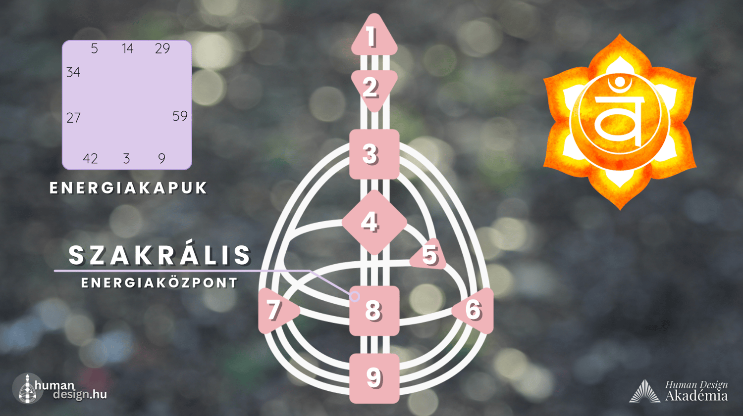 szakrális központ szexcsakra human design magyarul