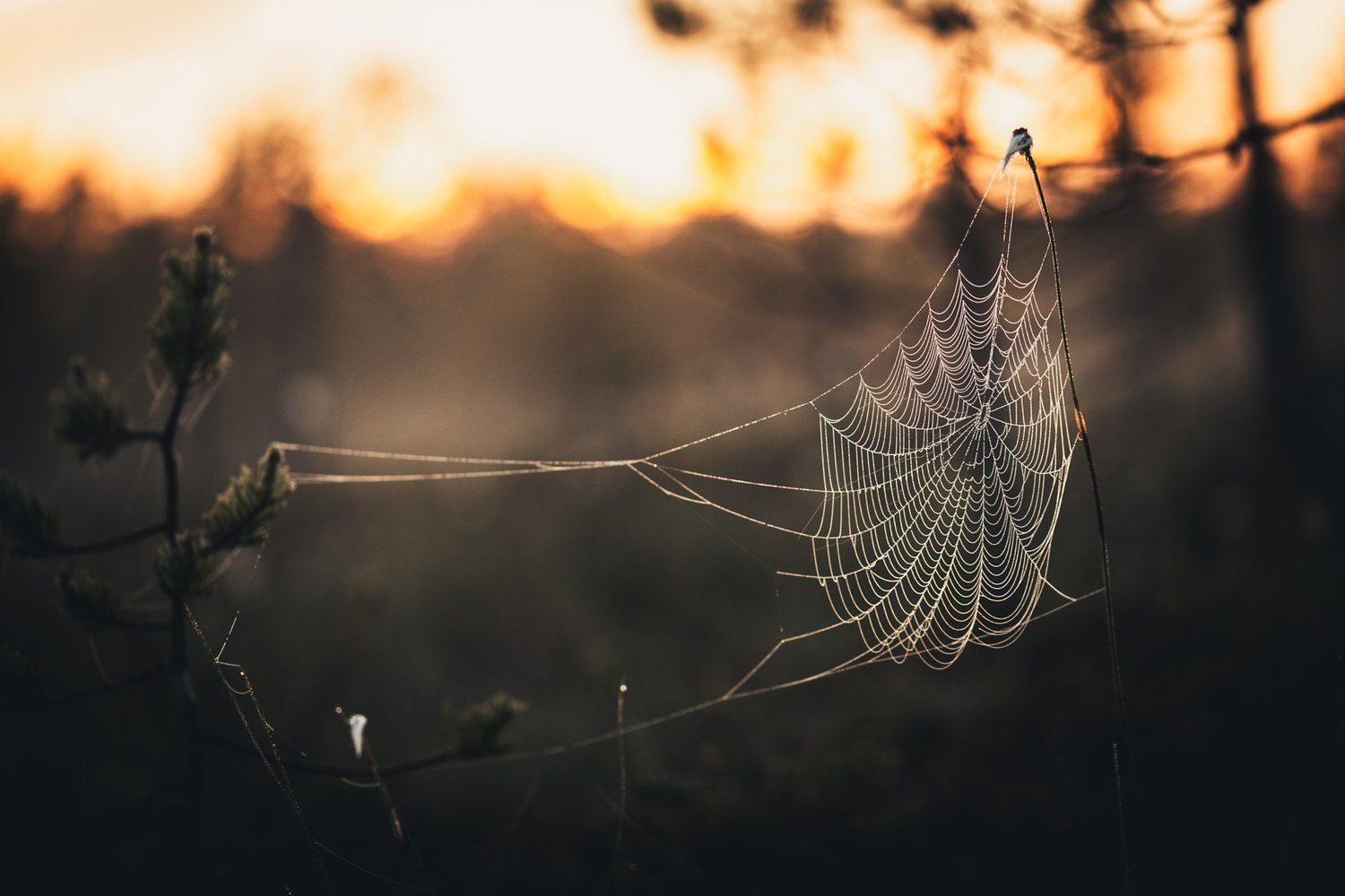 spiderweb in a bog at sunrise