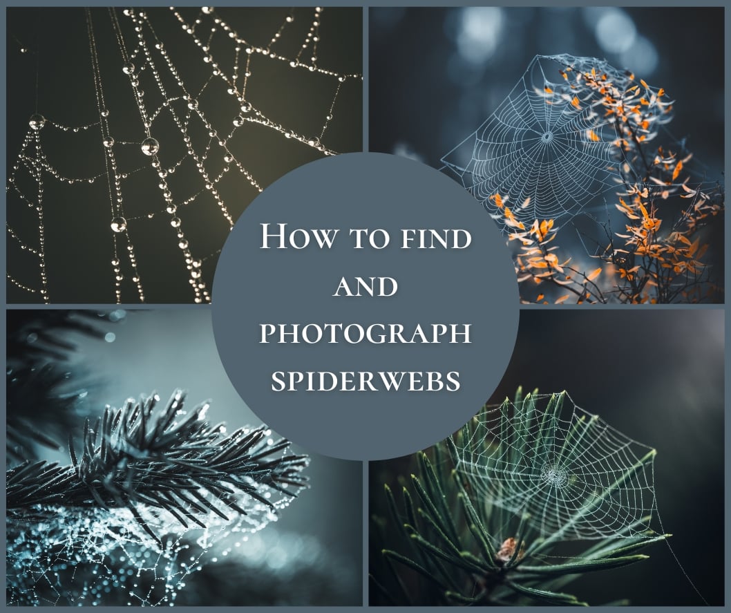 cover image for the blog post