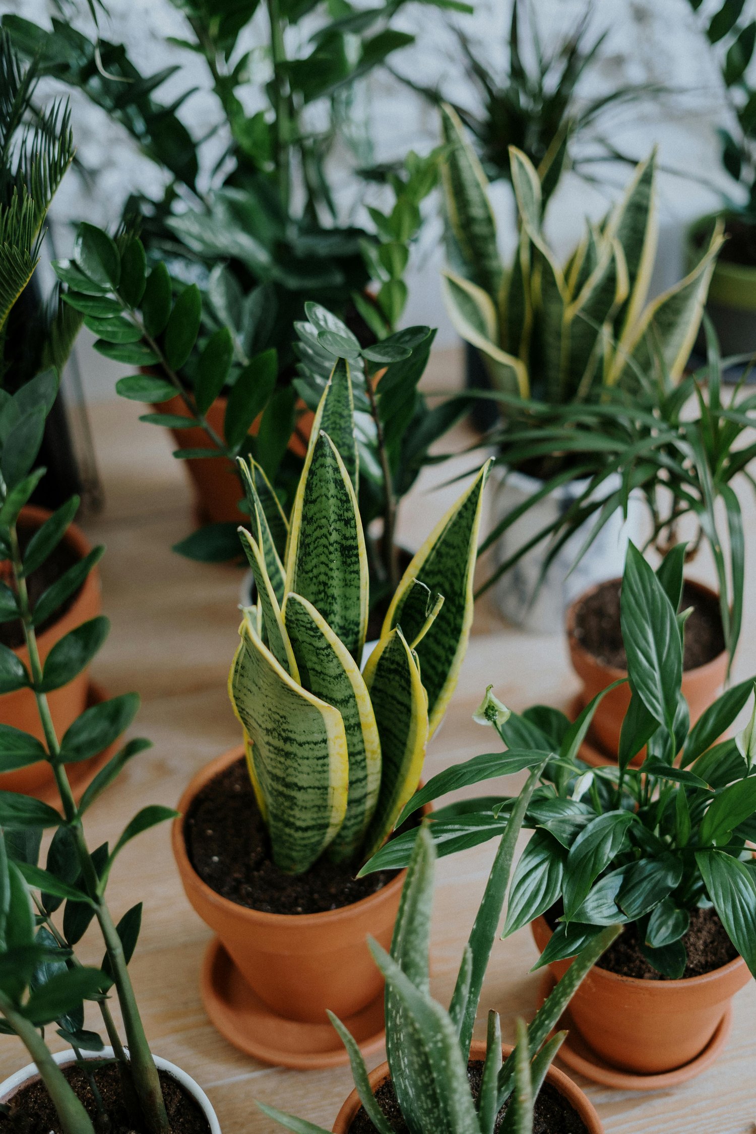 A beautiful herb garden with various herbs growing in pots.