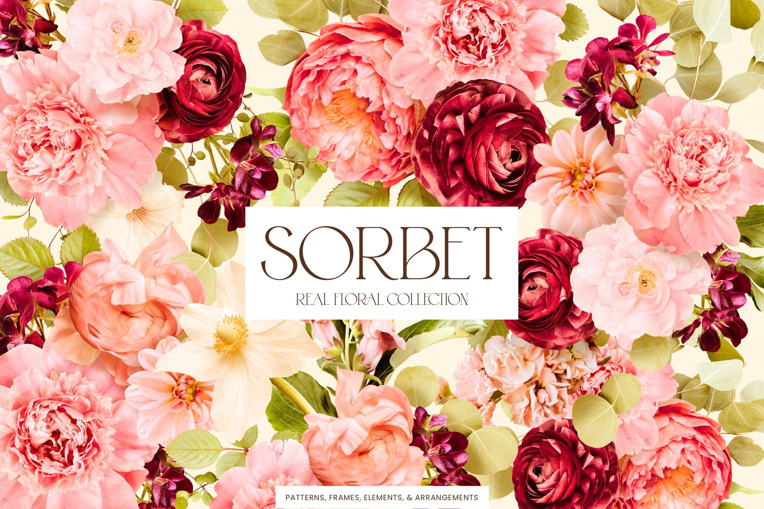 pink, cream, and burgundy floral clip art graphics