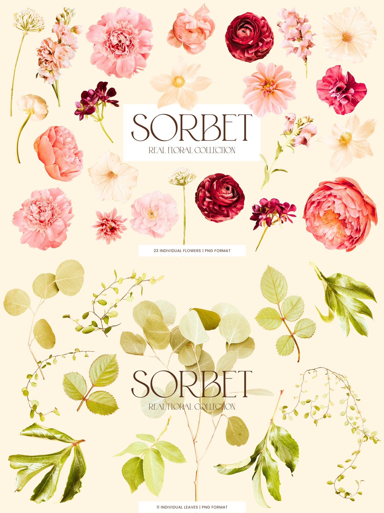 pink, cream, and burgundy floral clip art graphics