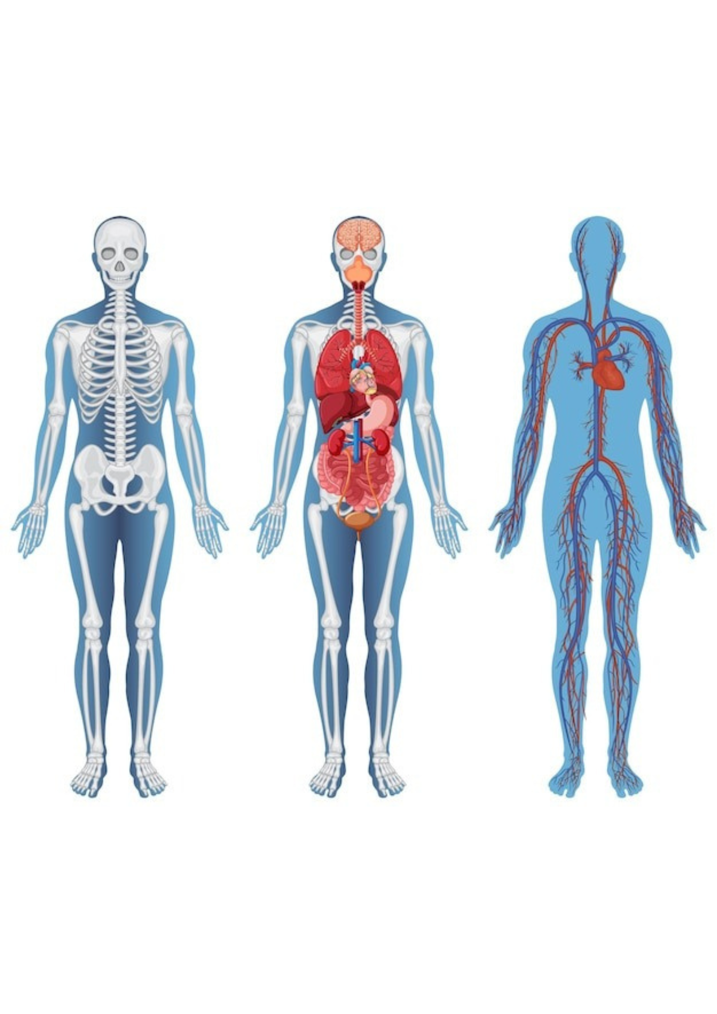 3 main human body systems "nice pictures"