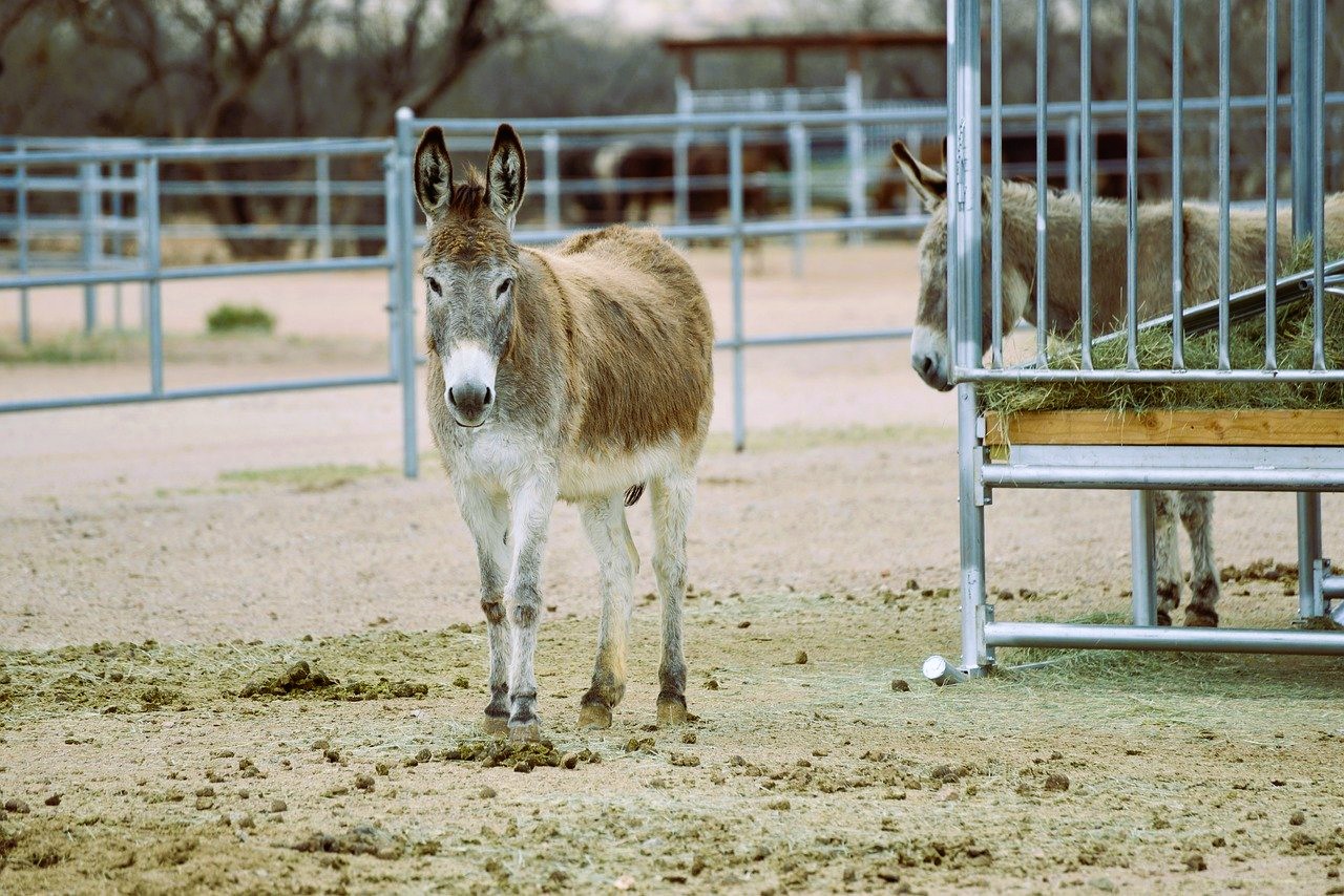 Burro, mula y equino
