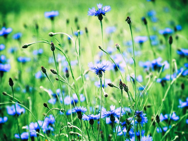 Flores azules, acianos
