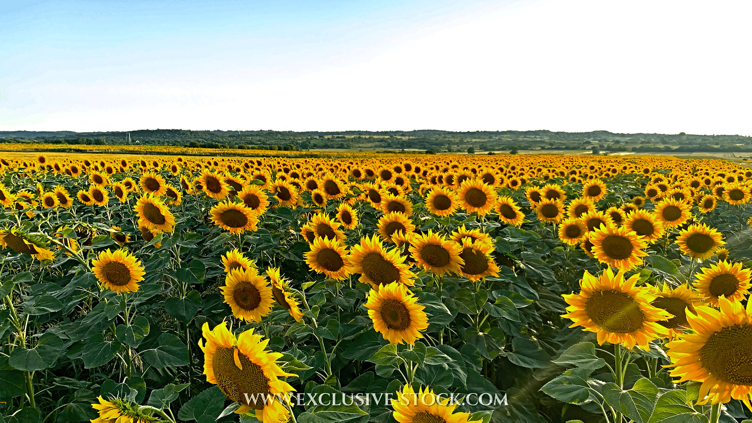 photo for adobe photoshop designers