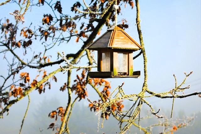 Cuna-invierno-naturaleza