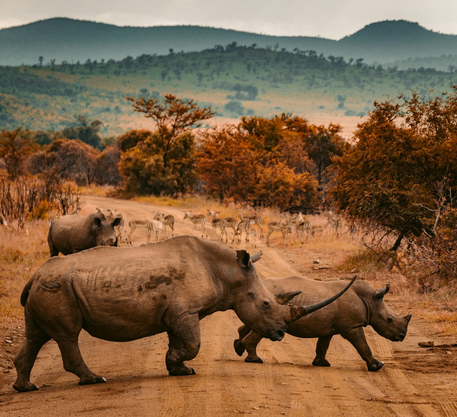 Wildlife jobs conservation careers