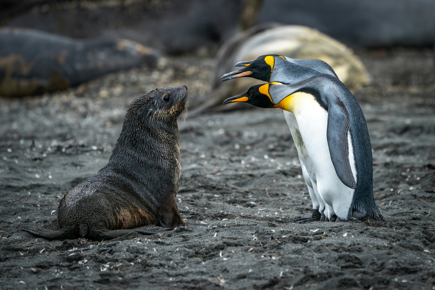 Wildlife jobs conservation careers