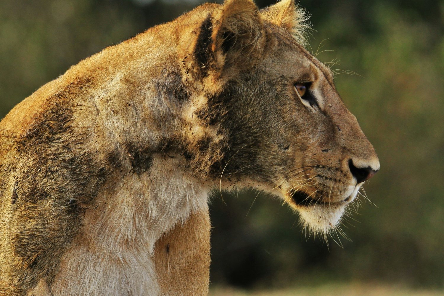 Wildlife jobs conservation careers